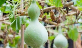 网红吃葫芦瓜视频大全下载,趣味视频大盘点！