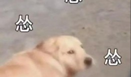 吃瓜舔狗知乎免费阅读,知乎免费阅读带你领略网络热词背后的故事