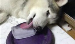 吃瓜舔狗知乎免费阅读,知乎免费阅读带你领略网络热词背后的故事