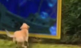 日常视频爆料大全最新网站,最新网站深度解析