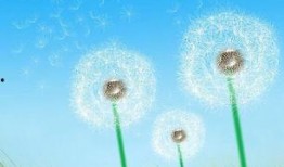 1985蒲公英在线观看