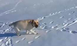 超萌狗狗爆料视频在线观看,萌宠瞬间，萌翻你的心