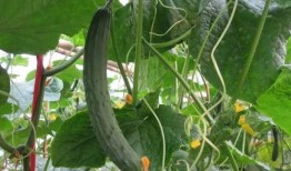 网红吃瓜种草视频下载,揭秘热门美食背后的秘密