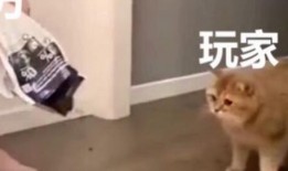 光遇爆料搞笑视频合集