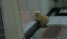 超萌狗狗爆料视频在线观看,萌宠瞬间，萌翻你的心