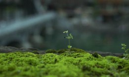 草草春天在线观看