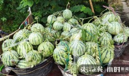 甘肃吃瓜网红是谁啊图片,揭秘网红背后的故事