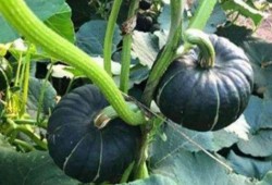 网红吃瓜神器新款,揭秘吃瓜神器新款，带你领略美食新境界！”