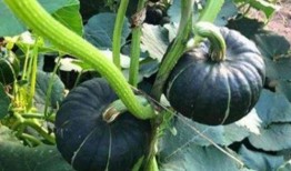 网红吃瓜神器新款,揭秘吃瓜神器新款，带你领略美食新境界！”