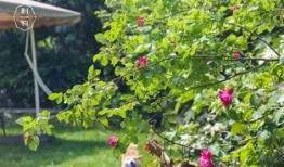 草草春天在线观看