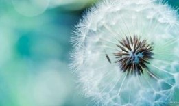 1985蒲公英在线观看