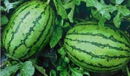 东北网红吃瓜事件,揭秘网络舆论背后的真相与争议