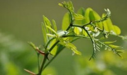 草草春天在线观看