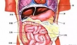 裸体机密在线观看,一场视觉与心理的双重冲击之旅